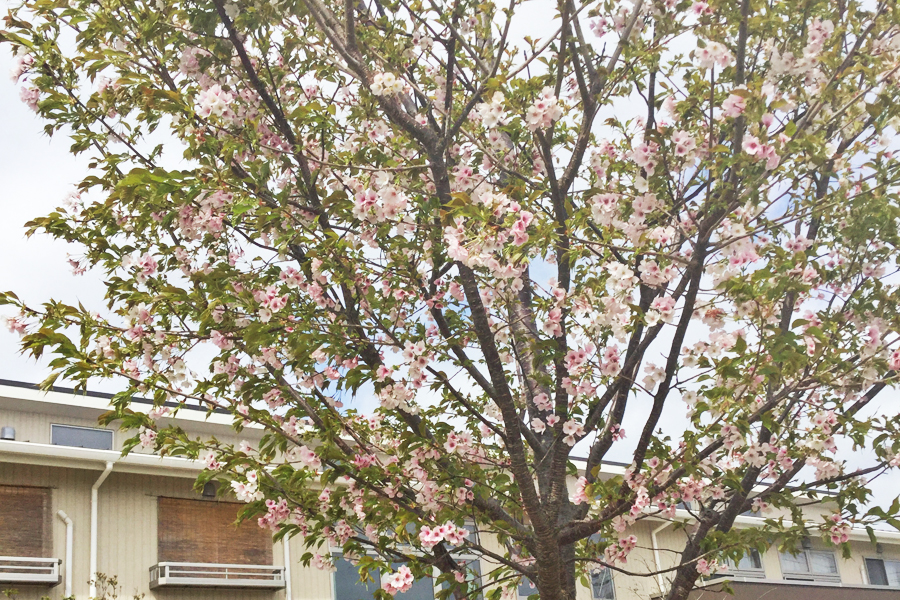 サービス付き高齢者向け住宅 みずき桜の杜
